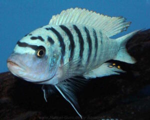 Metriaclima zebra 'Boadzulu Island'